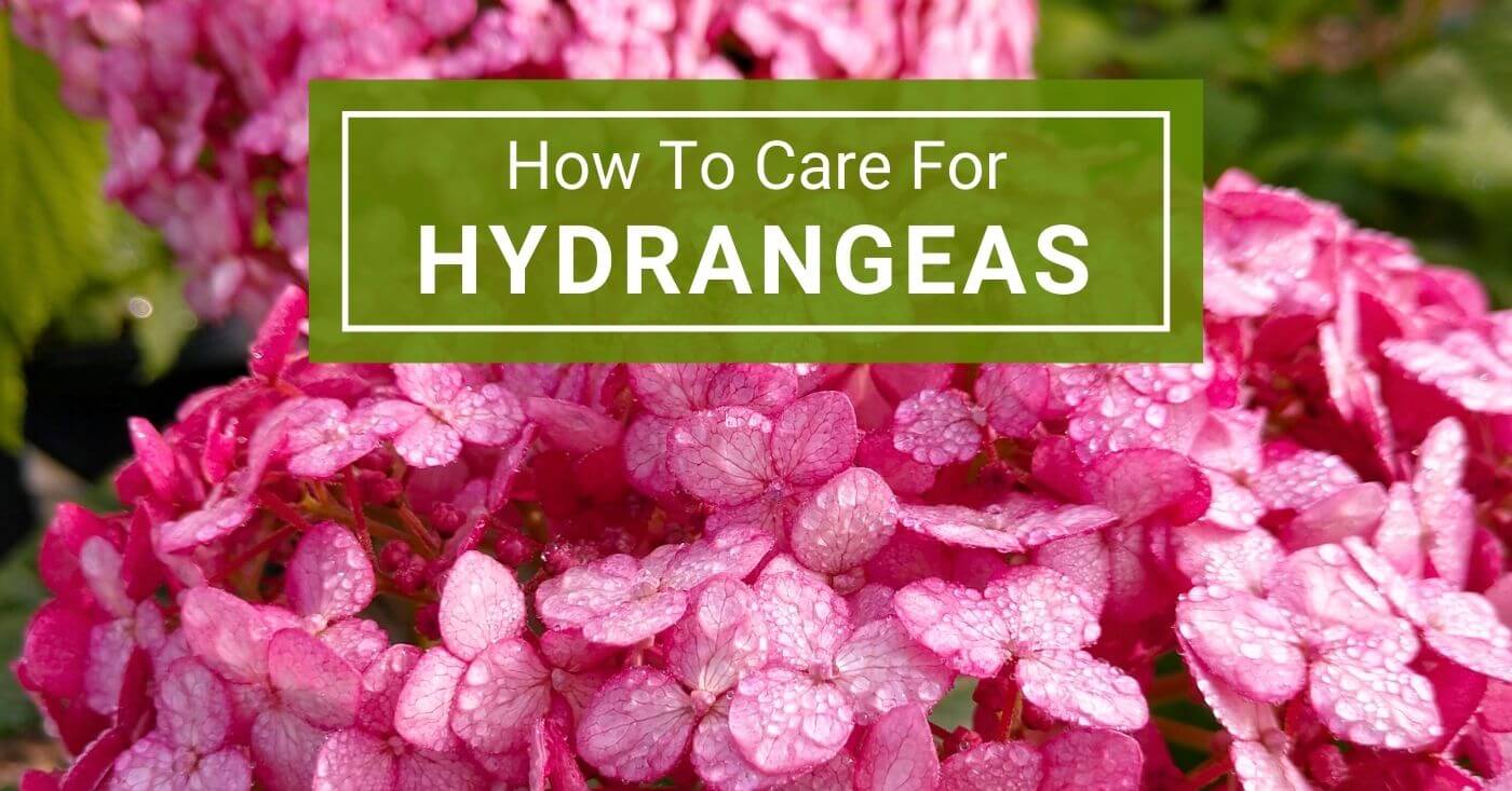 Mastering Hydrangeas: A Step-By-Step Care Manual