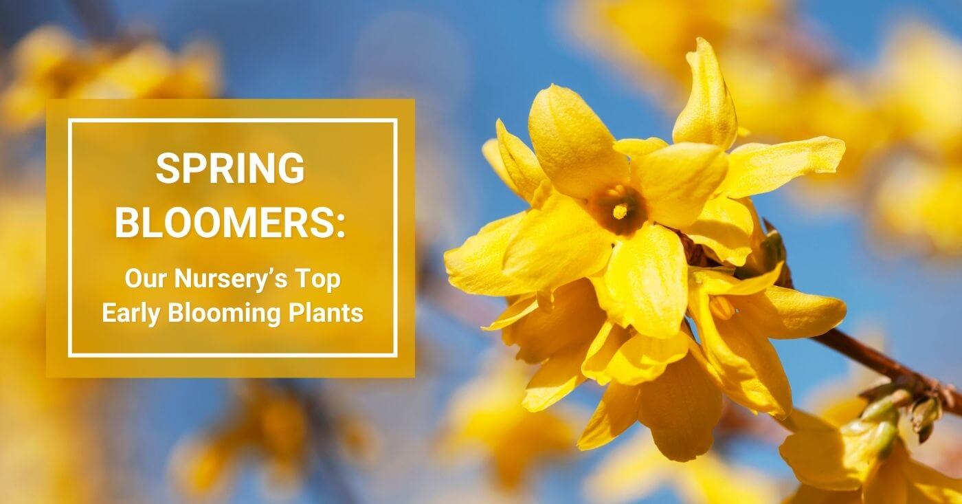 Spring Bloomers - Top Early Blooming Plants