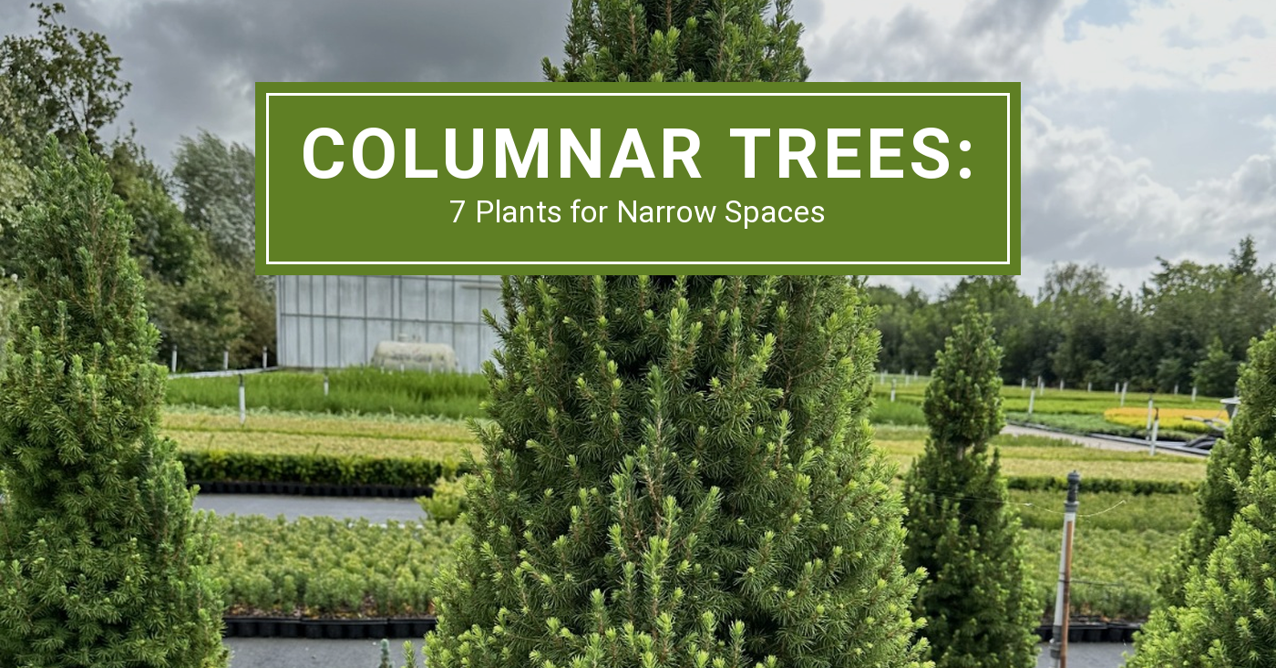 Columnar Trees & Shrubs: Our 7 Go-to Plants for Narrow Spaces