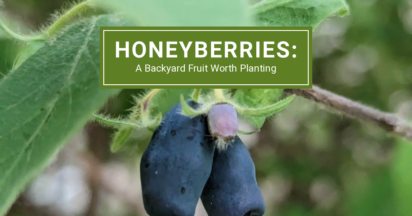 McKay Nursery honeyberry blog header showing ripe blue-purple honeyberries on the bush