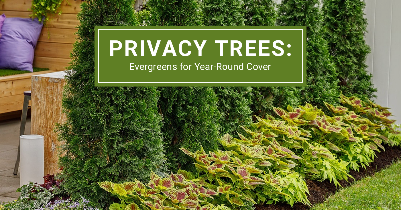 Privacy trees and evergreen hedges for residential yards