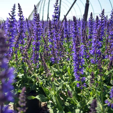 May Night Salvia