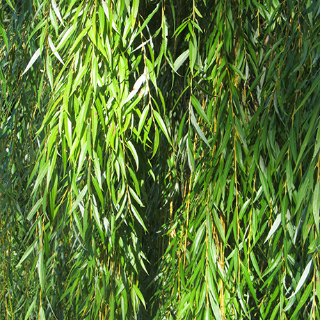 Niobe Golden Weeping Willow Tree